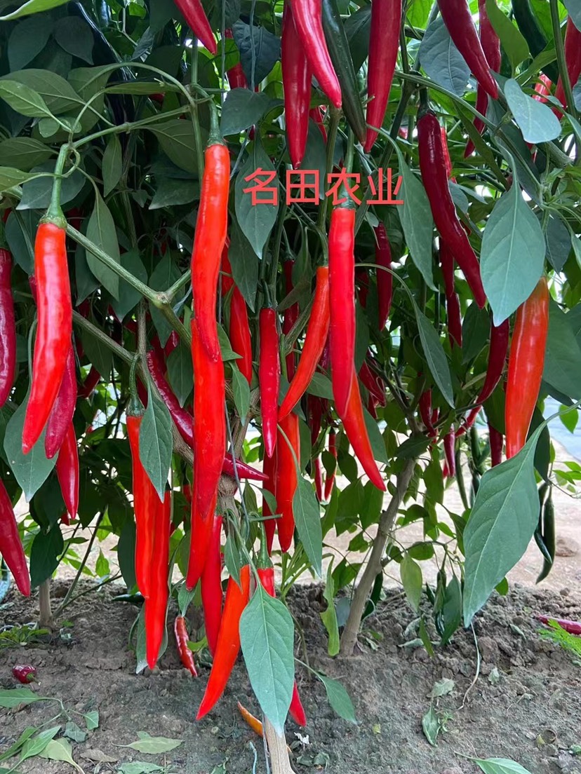 美人椒种子颜色好光滑顺直辣椒种子
