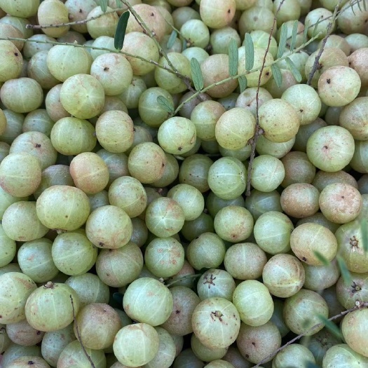 汕头赤皮油甘量大从优