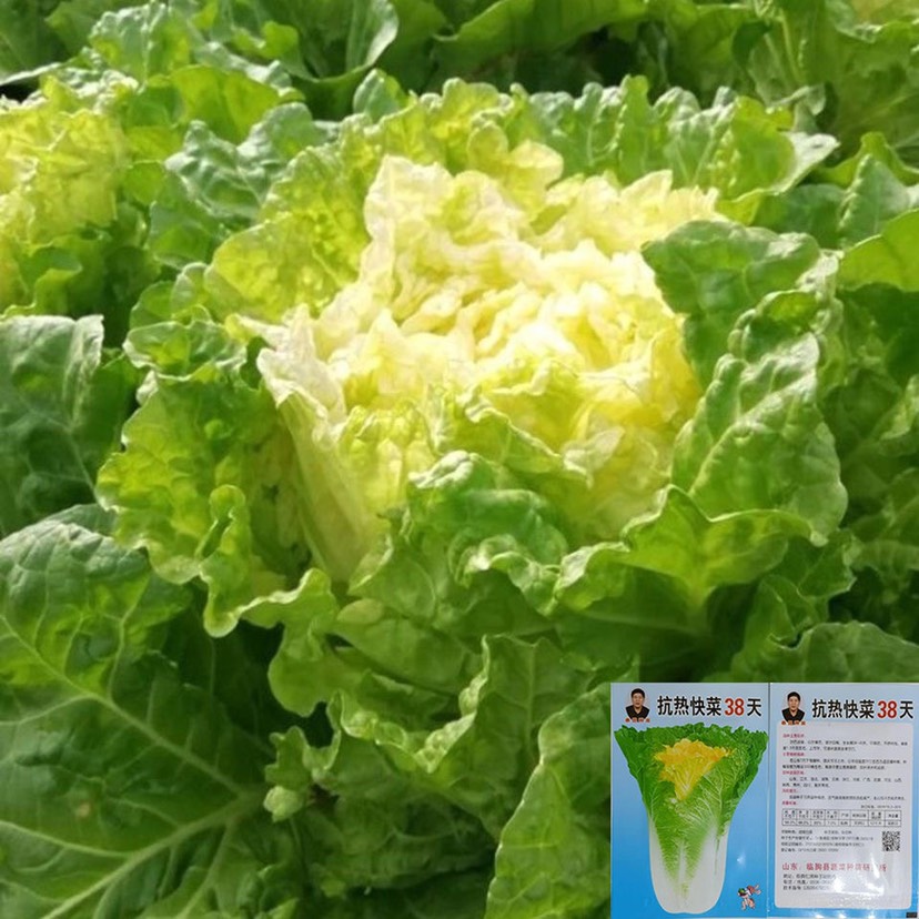 长沙抗热快菜38天小大白菜种子四季速生快菜籽农家菜园秋播蔬