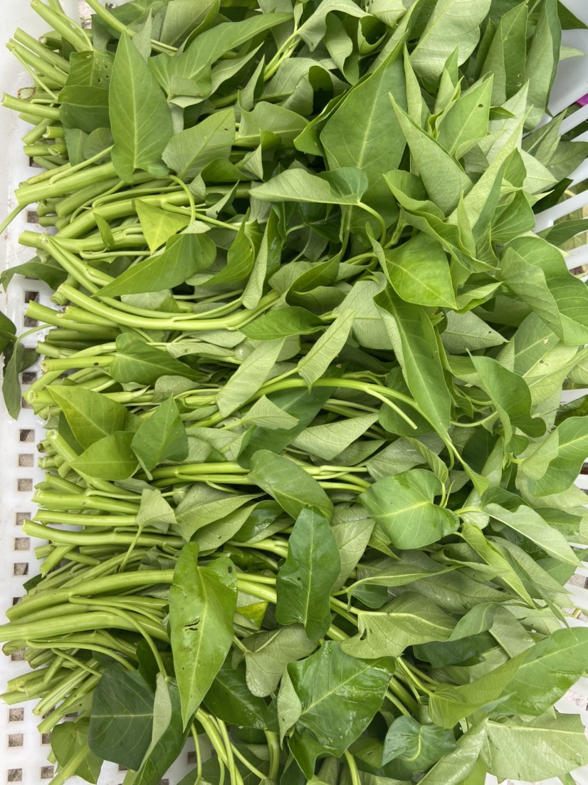 空心菜