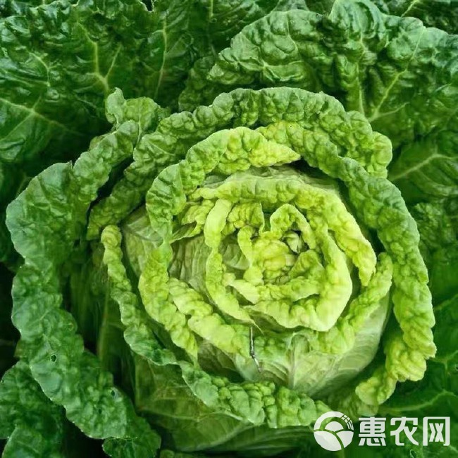 冬储35斤秋播大白菜种子东北高产特大北方耐寒耐储藏越冬白菜籽