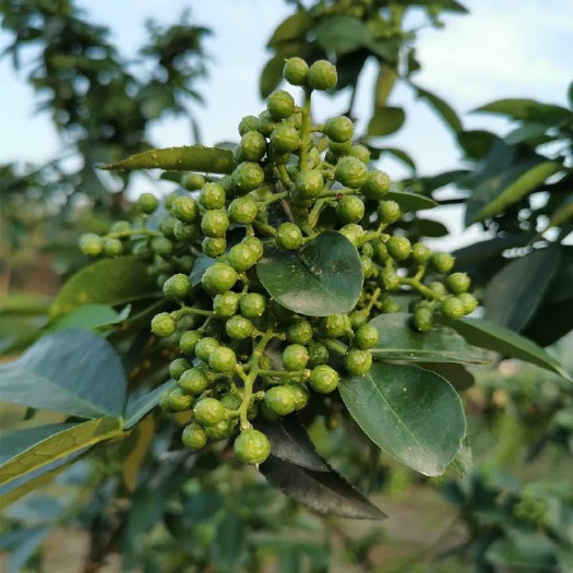 重庆市重庆江津九叶青青花椒保鲜椒