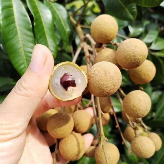 平南县广西平南县石硖龙眼欢迎咨询