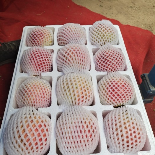 洛阳石榴