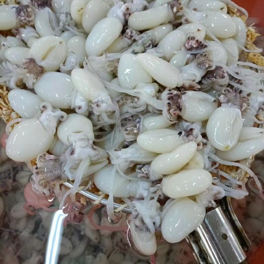 北海厂家直销 北海强宇食品供应优质墨鱼仔 海鲜水产冷链批发