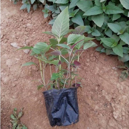 青州市美国薄荷，基地直销，一手货源，大量供应