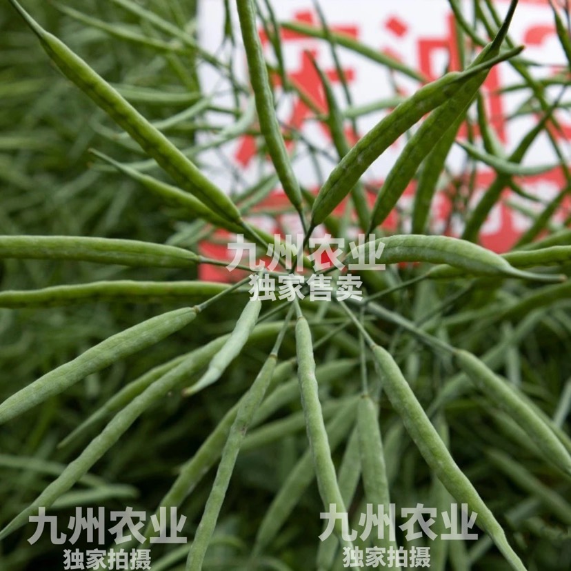 庆油8号八号油菜种子高产高出油优质杂交耐寒抗倒伏抗病油菜种子