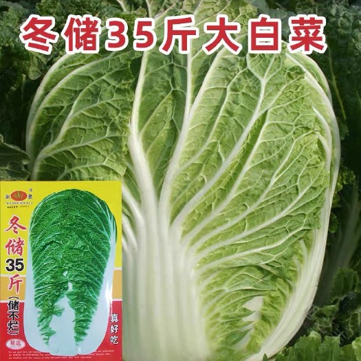 冬储35斤秋播大白菜种子东北高产特大北方耐寒耐储藏越冬白菜籽