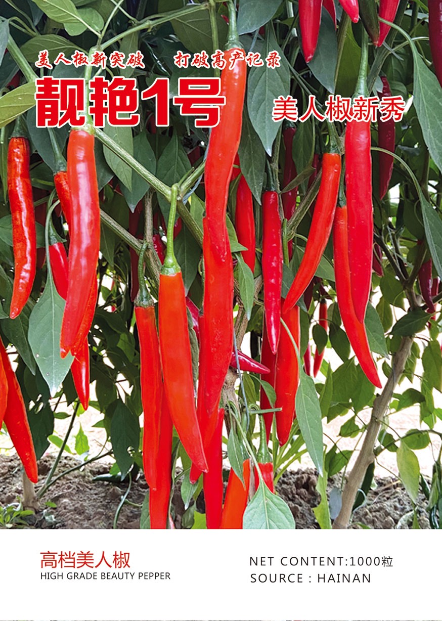 美人椒种子颜色好光滑顺直辣椒种子