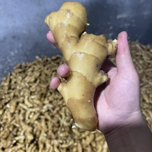 昌邑市优质生姜