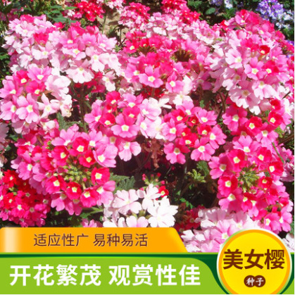 美女樱种子四季播种易活花卉种子阳台庭院盆栽加拿大美女樱