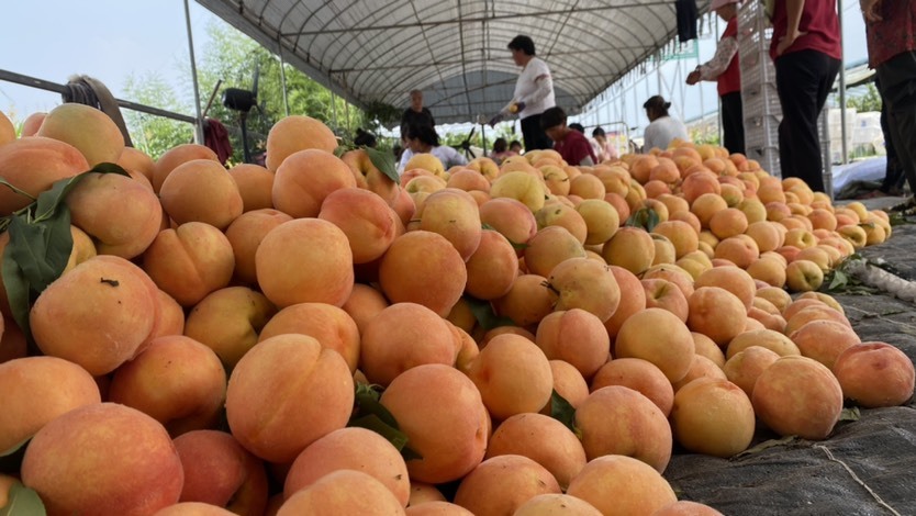 沛县黄金蜜三号毛桃