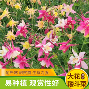 耧斗菜种子猫爪花种子四季易种花期长多年生宿根花卉混色庭院种植