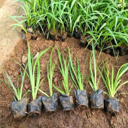 青州市蛇鞭菊一手货源 蛇鞭菊大量供应
