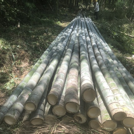 伐于高山老林五年以上的毛竹，有韧性，挺拔匀称、肉体肥厚。