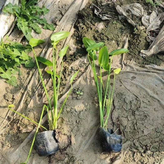 青州市梭鱼草 一手货源 基地直发 大量供应