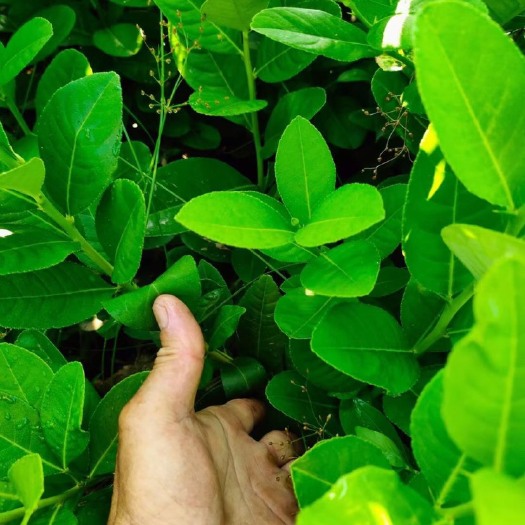 肇庆广东四季无籽香水柠檬树苗无核嫁接果苗常绿青柠迁插枝