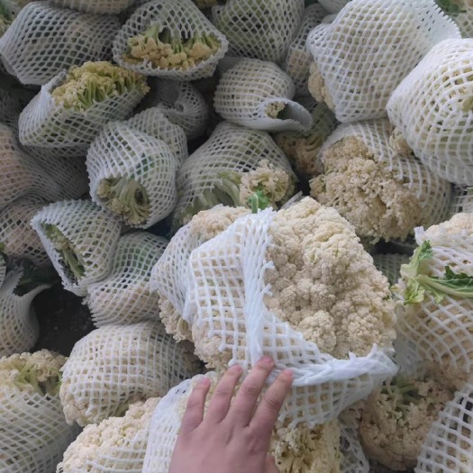 通许县菜花松花菜白面青梗