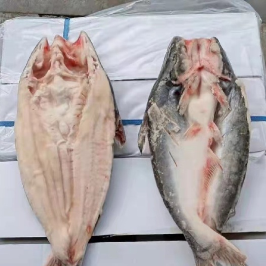 济南开背巴沙鱼