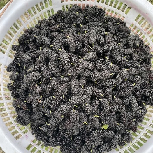 汕头桑葚大量从优