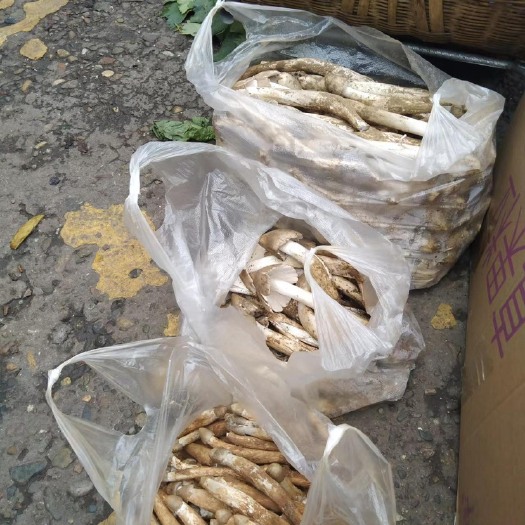 西昌市鸡枞