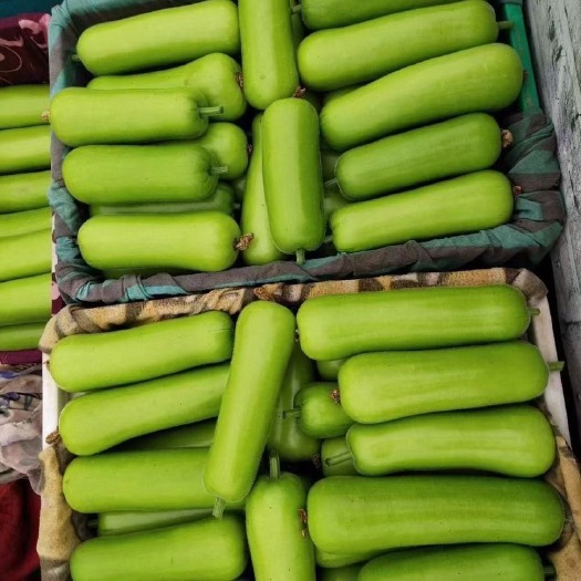 邯郸精品瓠瓜大量现货，全国发货商超对接