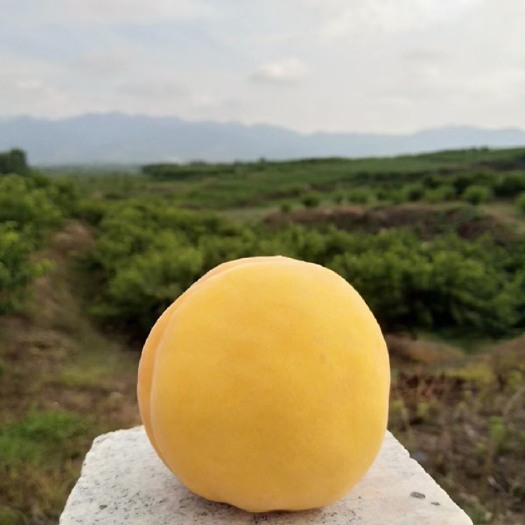 蒙阴县一件代发，黄金蜜黄桃，硬吃脆甜软吃爆汁，
