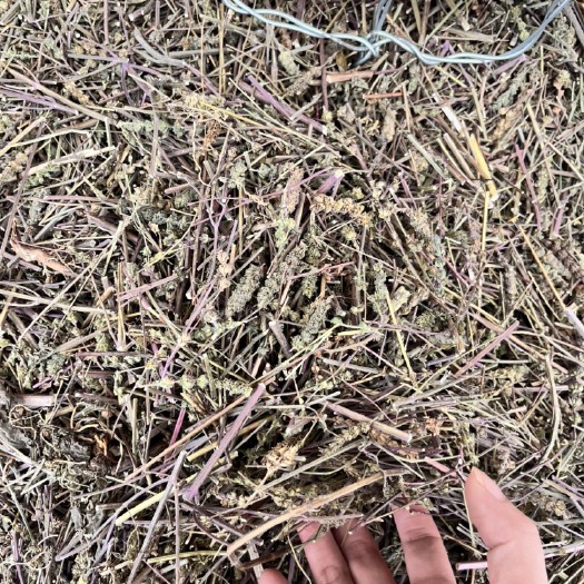 玉林中药材批发荆芥 草药荆芥杆 图片实拍