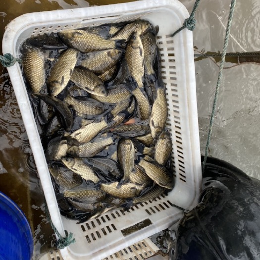 重庆市中科三号，麻鲫