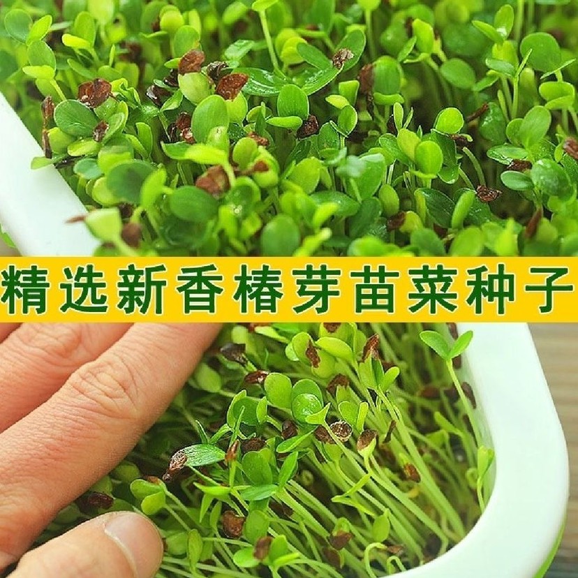 香椿种子香椿籽香椿芽种植盘种植盆纸上种菜无土栽培芽苗菜育苗盘