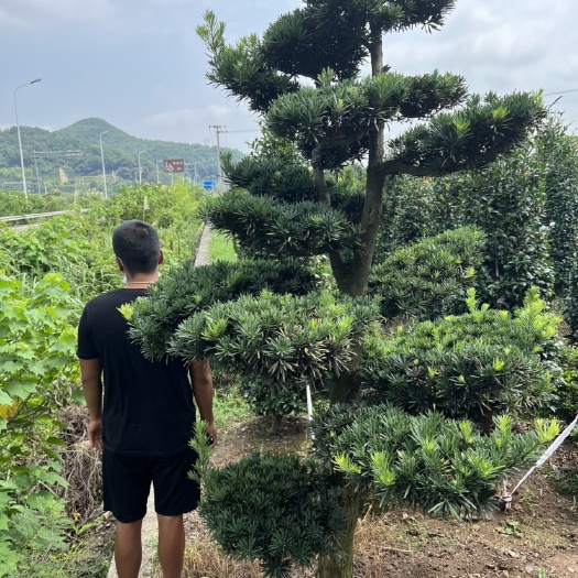 宁波罗汉松