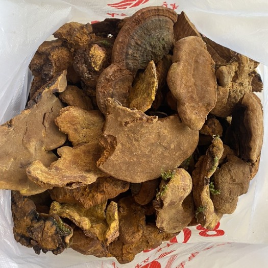 乐业县桑黄