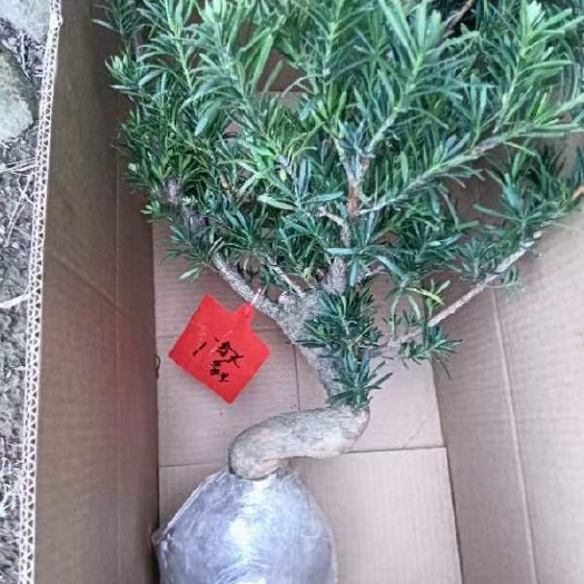 宁波原生南通雀舌罗汉松