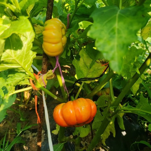 朝阳红茄、非洲红茄、云南大苦子果