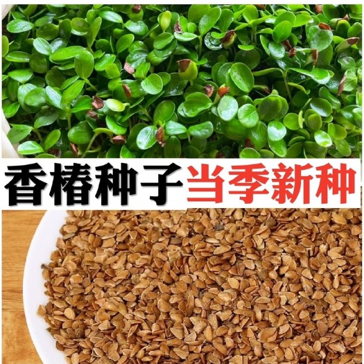 香椿种子香椿籽香椿芽种植盘种植盆纸上种菜无土栽培芽苗菜育苗盘