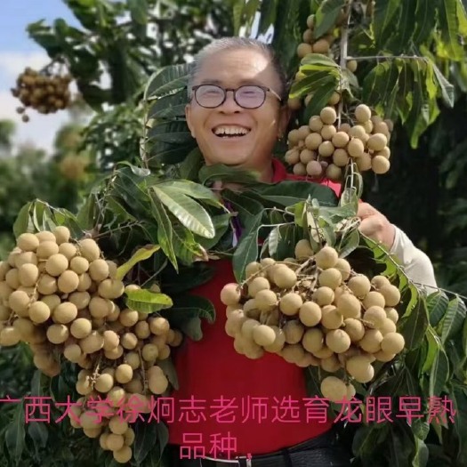 灵山县自种自销新品种（桂丰早）龙眼比一般龙眼提前上市十五天。