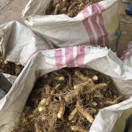 慈利县张家界本地玉竹