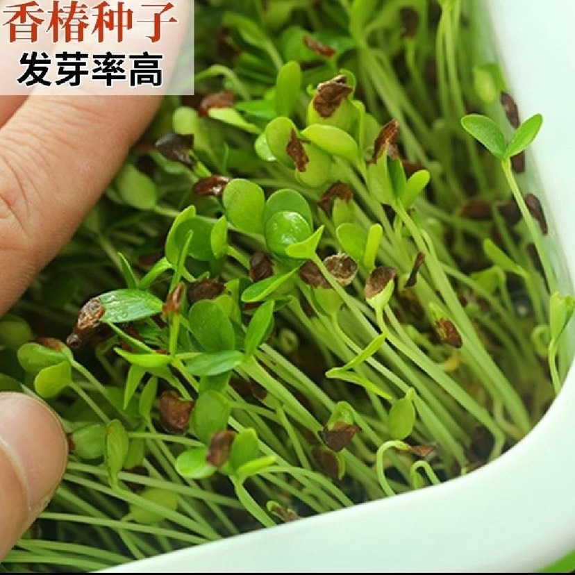 香椿种子香椿籽香椿芽种植盘种植盆纸上种菜无土栽培芽苗菜育苗盘