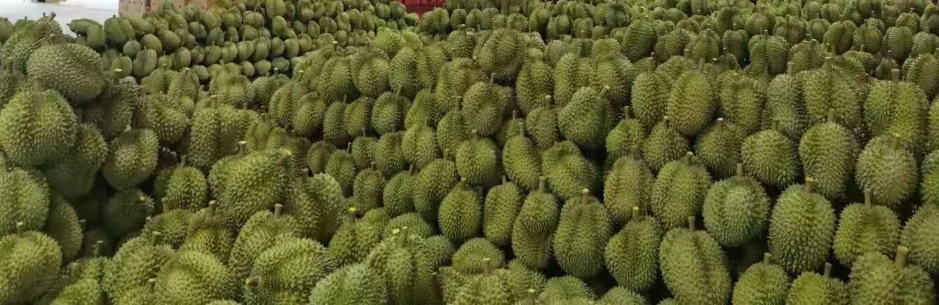 昆明金枕