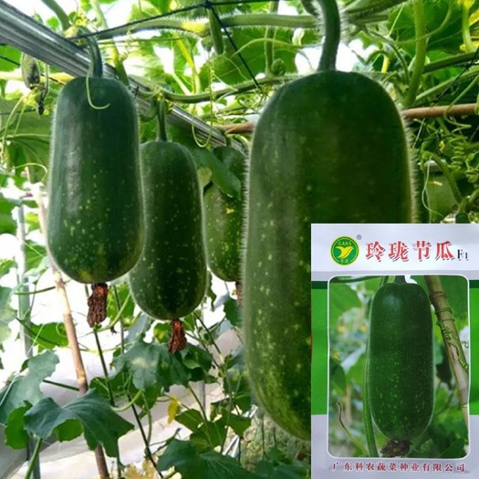 粤蔬牌节瓜 玲珑节瓜种子20克广东省农科院蔬菜种子耐热节瓜