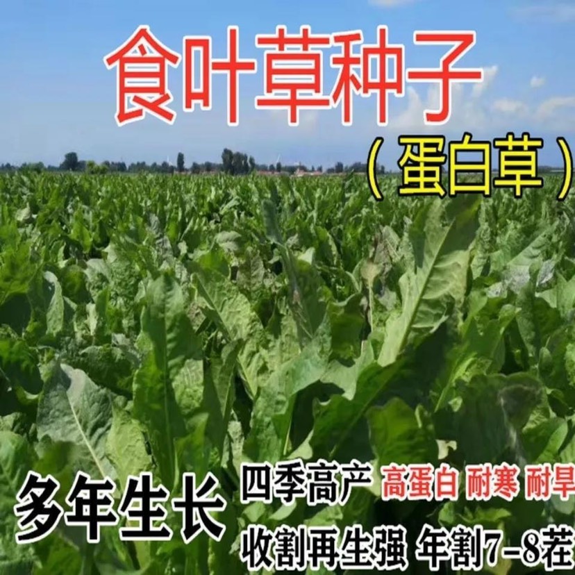 杭州食叶草种子高产耐寒牧草种子优质草籽牛羊猪鸡鸭鹅鱼食用草