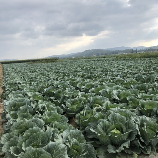 西吉县百亩芹菜，包菜，甘篮，等 即将上市。有实力的老板来谈。