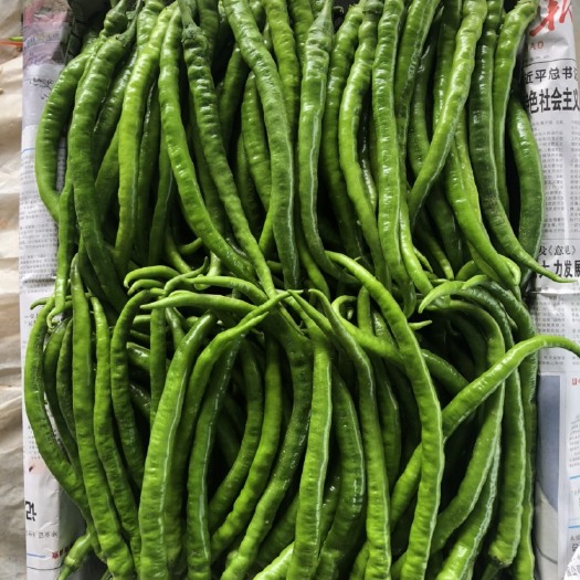 敖汉旗线椒，高品质线椒