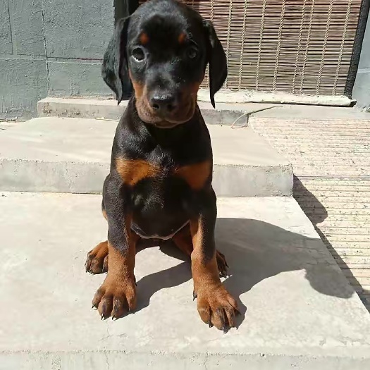 郓城县杜宾犬 幼犬 月龄两个半月 防治齐全 包邮