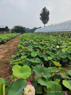 盆栽荷花