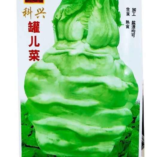 长沙四川原装罐儿菜种子罐罐芥菜种子大头菜棒菜腌菜春夏秋四季农家种