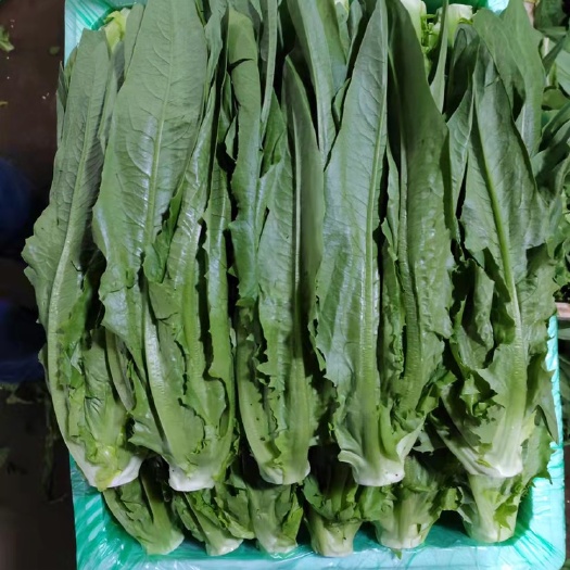 嵩明县云南叶子菜，油麦，黄白，大利，上青，齐心白