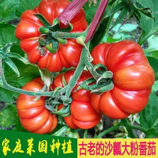 非转基因可留种老番茄 老品种大番茄种子 大粉西红柿种子有番茄