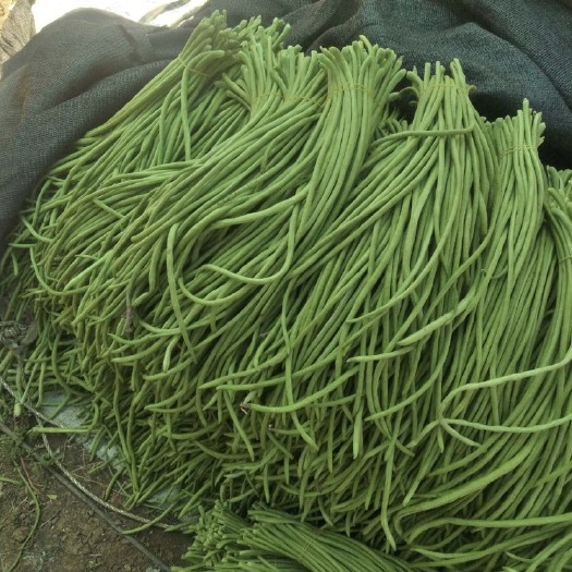 豆角 大量供应，产地直销，欢迎批发
