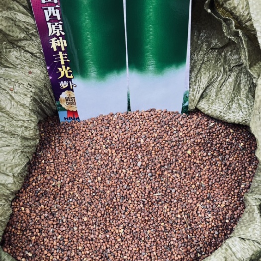 永济市丰光一代白萝卜种子 种子 抗病强 产量高